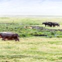 TZA ARU Ngorongoro 2016DEC26 Crater 037 : 2016, 2016 - African Adventures, Africa, Arusha, Crater, Date, December, Eastern, Mandusi Hippo Pool, Month, Ngorongoro, Places, Tanzania, Trips, Year